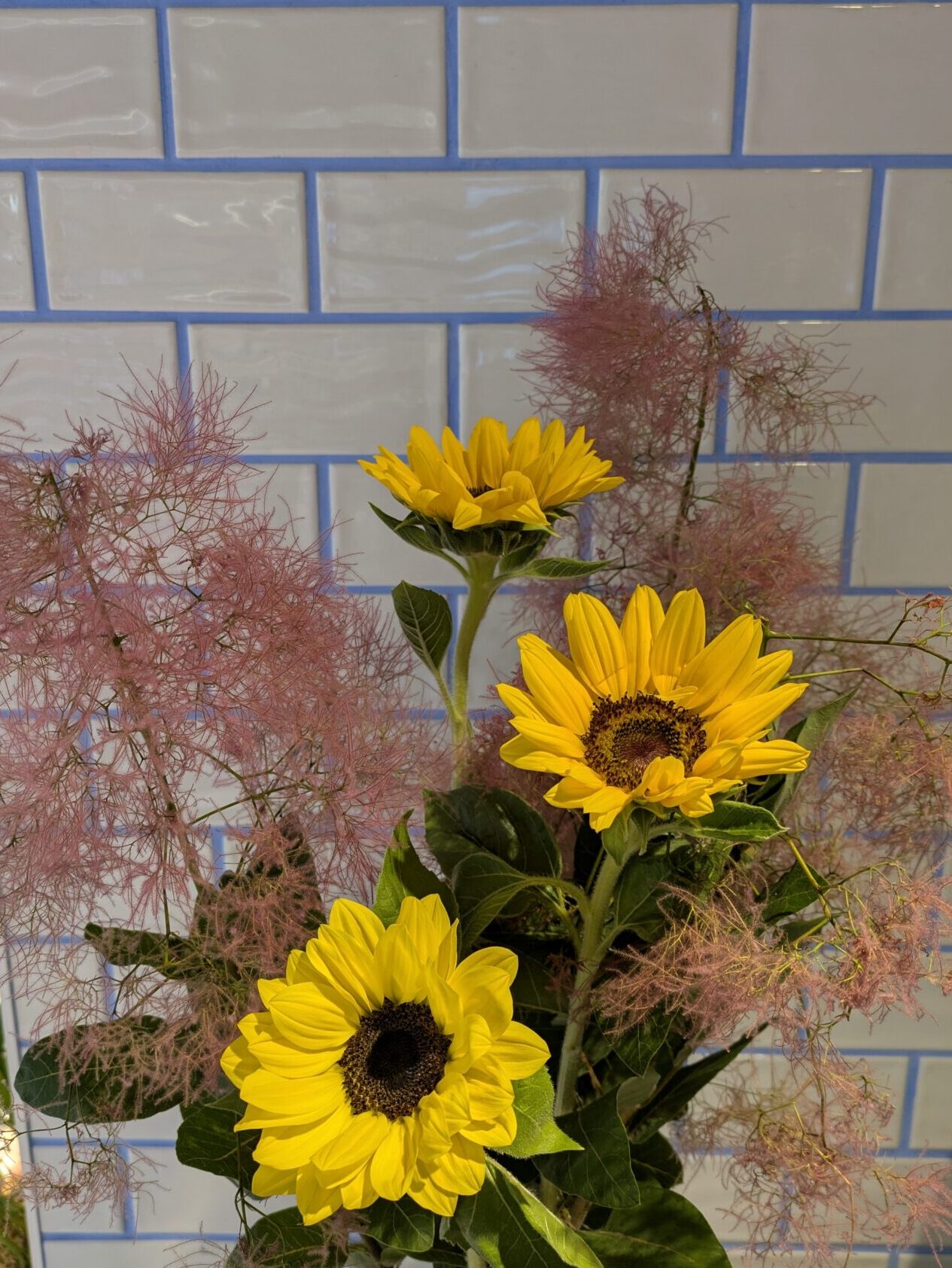 ヒマワリの花とスモークツリー。