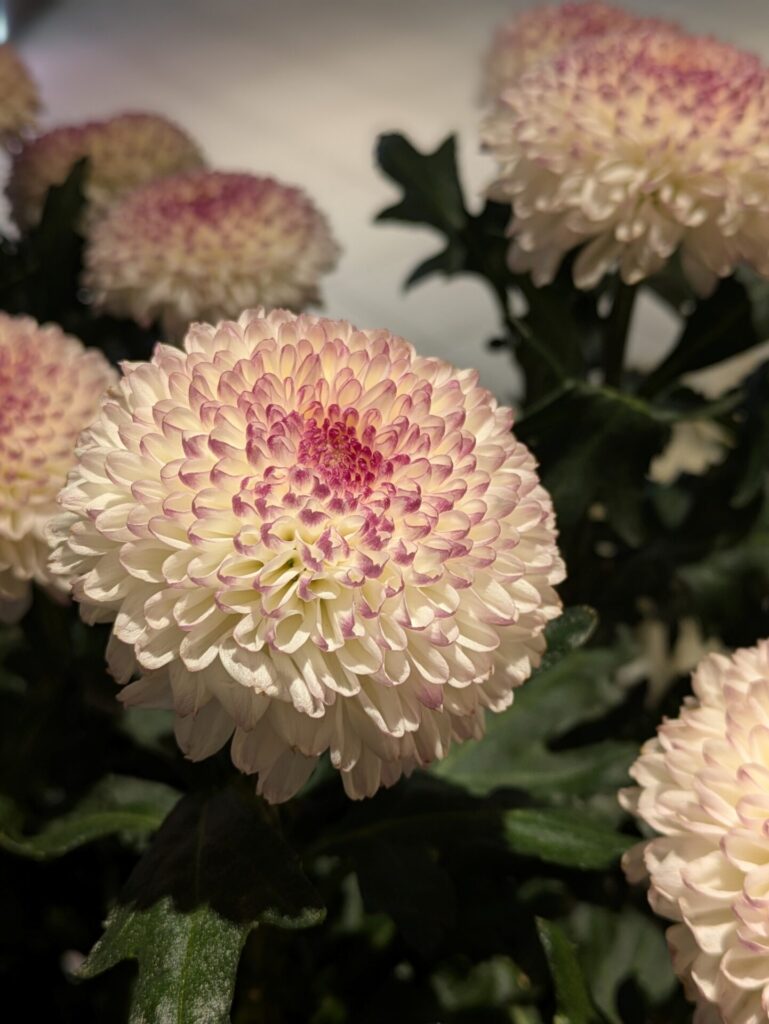 丸い咲き方のピンポンマム。
可弁の色は白ベースに先がピンク色に色ついている。