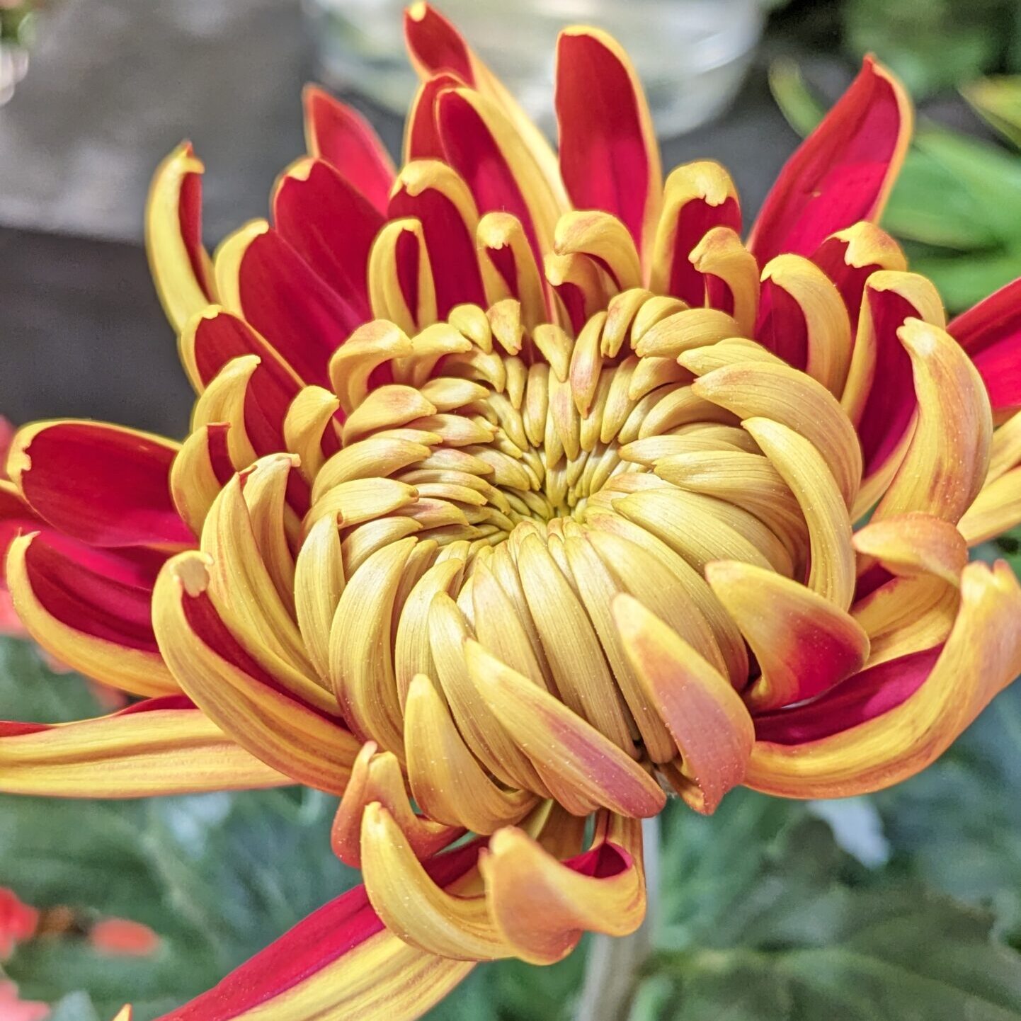 花びらの内側が深みのある赤色、花びらの外側はオレンジ味の強い黄色をした菊の花です。
品種名はフエゴダーク