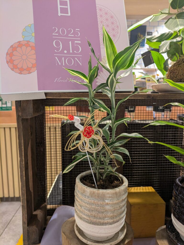 画像真ん中に白っぽい陶器の器に植えられた「ドラセナ・サンデリアーナ」があります。
水引で作られた鶴の飾りがついています。