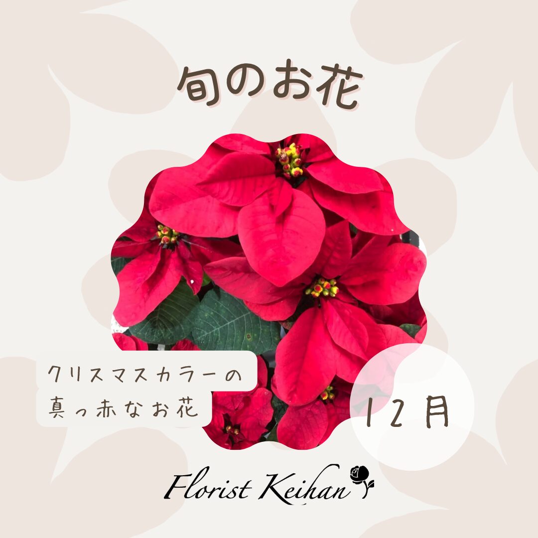 12月のお花